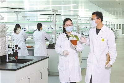 基因剪刀再進(jìn)化 新型工具引領(lǐng)作物育種邁向精準(zhǔn)高效新時(shí)代
